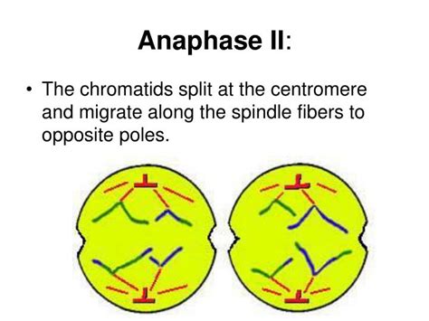 PPT - Cell Division PowerPoint Presentation - ID:6851703