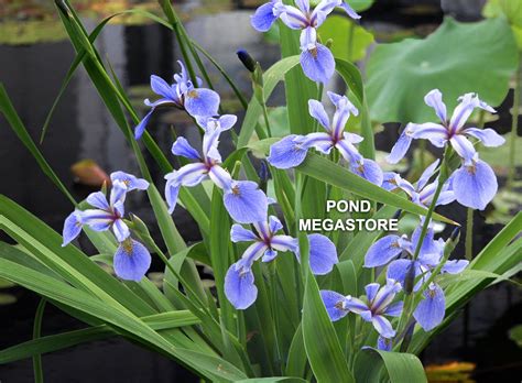 Blue Flag Iris Native Pond Plant Available Now– Pond Megastore