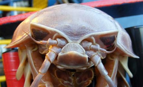 Giant Isopod | Amazing Zoology