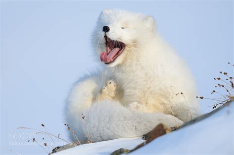 30 Adorable Photos Of Foxes In The Snow - 500px