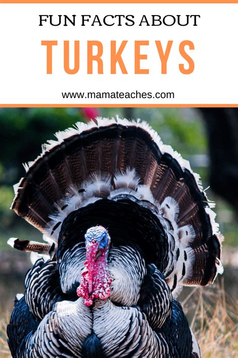 Fun Facts About Turkeys for Kids - Mama Teaches