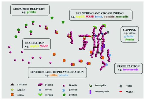 Actin-binding proteins (ABPs) in organization of actin network ...