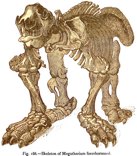 406-fig186 | giant ground sloth skeleton. | squidelephant | Flickr