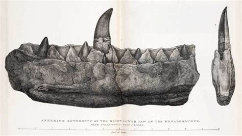 Fossil River : Fossils: Megalosaurus, Buckland's Research