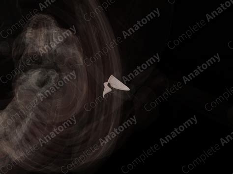 Coracoclavicular Ligament (Left) | Complete Anatomy