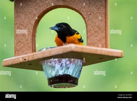 Baltimore Oriole, Icterus galbula, male coming to a grape jelly feeder in spring in central ...