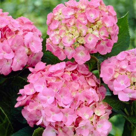 Forever Pink Hydrangea Shrubs at Lowes.com