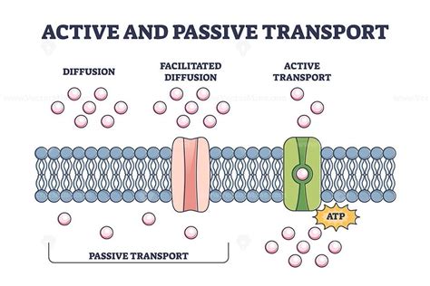 Active and passive transport as molecules ATP movement in outline diagram | Passive transport ...