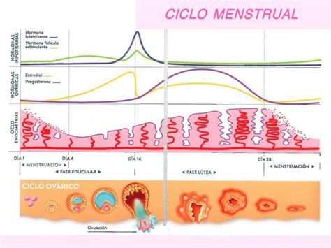 Ciclo menstrual de la mujer