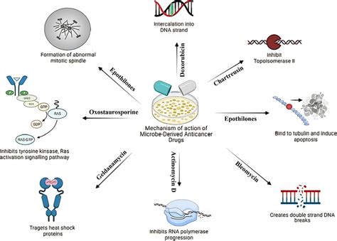 Mechanism Of Action Of Anticancer Drugs