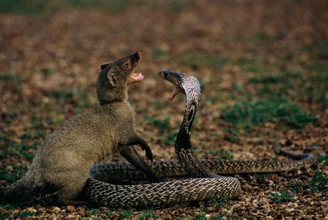 7 Animals That Are Immune To Snake Venom - WhatDeWhat