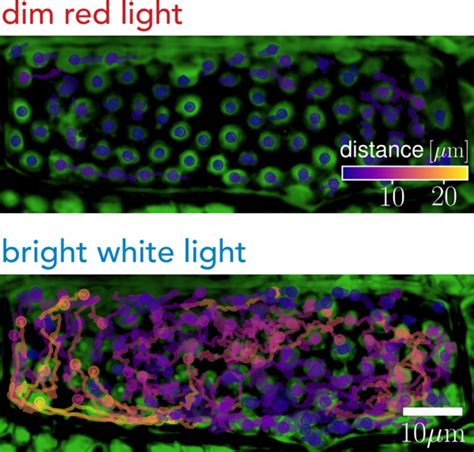 Chloroplasts in an Elodea dens [IMAGE] | EurekAlert! Science News Releases