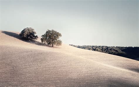 photography, Landscape, Nature, Filter, Field, Trees, Clear Sky, Muted ...