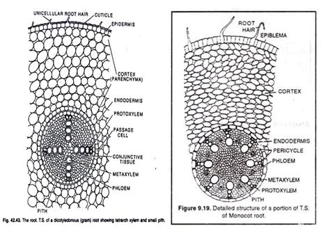 SOLUTION: Differences between dicot and monocot root - Studypool