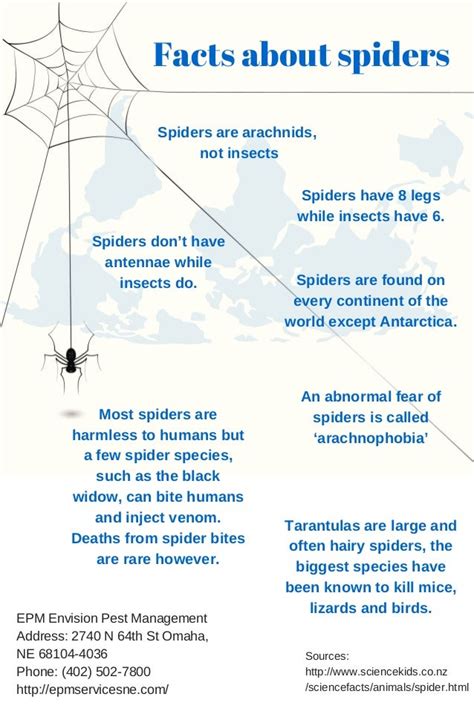 Facts about spiders