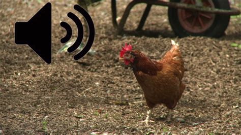 single hen sound effect 44100Hz (Free to use)(No Copyright) - YouTube