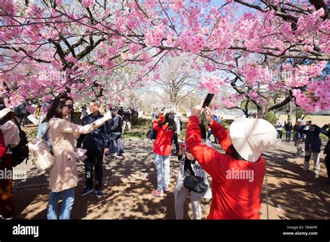 CHERRY BLOSSOM, TOKYO Stock Photo - Alamy