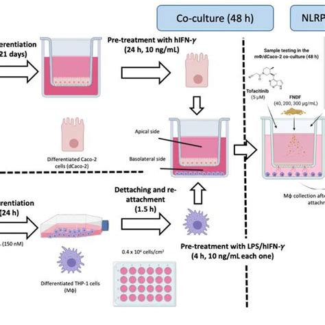 Experimental design for the MF/dCaco-2 co-culture. Caco-2 cells were ...