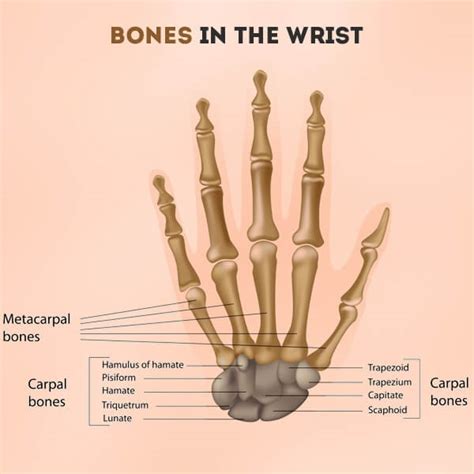 Bones in the Wrist of A Human Being Structure with Labeled Diagram