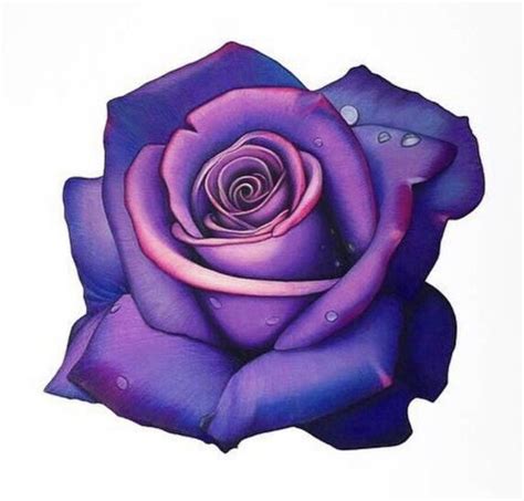 a drawing of a purple rose on white paper