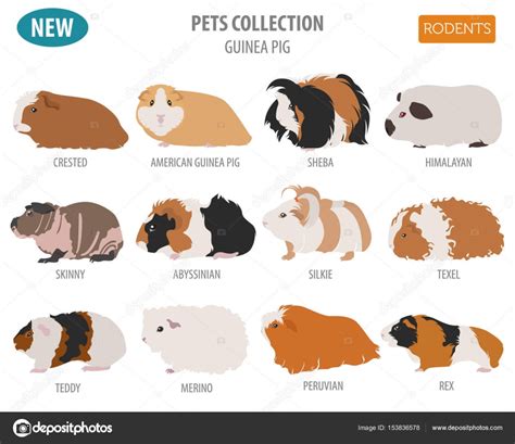 Guinea Pig breeds icon set flat style isolated on white. Pet rod ...