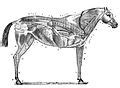 Category:Whole body shemes of horse circulatory system - Wikimedia Commons