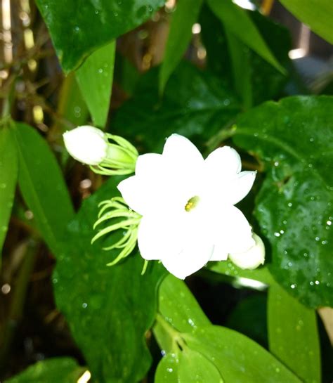 Sampaguita | Sampaguita, Plants, My flower