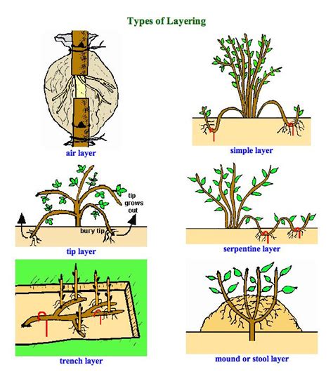 Plant Propagation Techniques – Taking Plant Cuttings