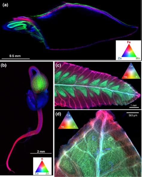 Review: X-ray fluorescence microscopy imaging (Plant Physiol.) | Plantae