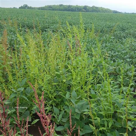 UW-Extension seeks help with pigweed | Community | wiscnews.com