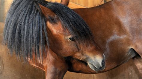 How to poultice your horse’s hoof in easy steps | Horse & Hound