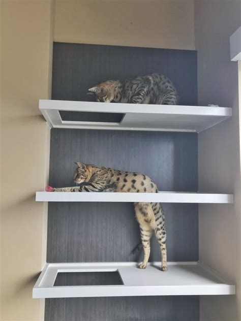 Custom Cat Shelves - Kitty Loaf