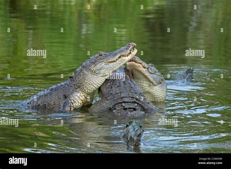 American Alligators at the Gatorland Breeding Marsh, Florida Stock Photo - Alamy