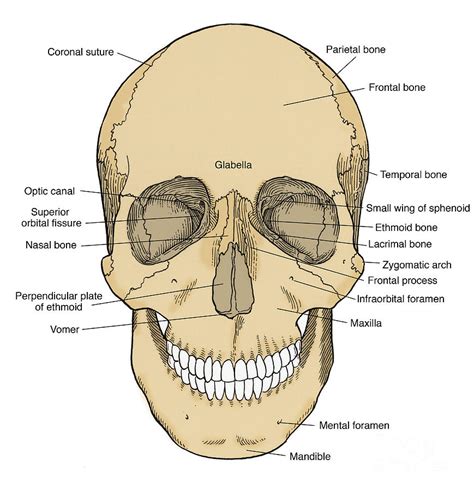 Illustration Of Anterior Skull Photograph by Science Source