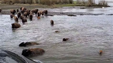 Watch: Bison Herd Crosses River In Yellowstone National Park ...