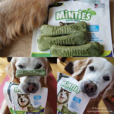 Vet Recommended Minties Dental Treats - Golden Woofs