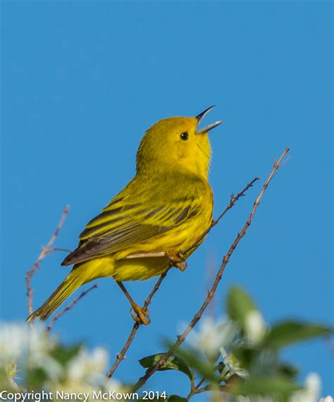 Photographing the Yellow Warbler and Thoughts on Bird Identification | Welcome to ...