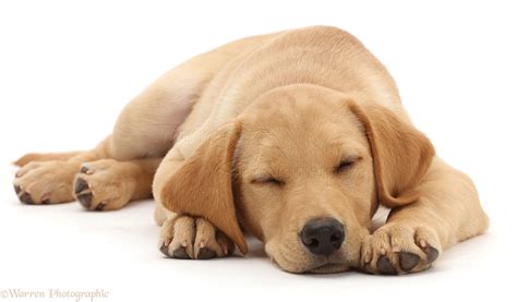 Dog: Yellow Labrador puppy sleeping photo WP42601