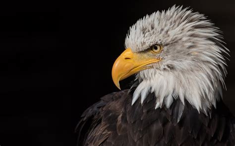 Download wallpapers bald eagle, predator, bird of prey, North America ...