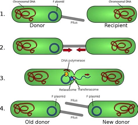 What is the Difference Between Fimbriae and Pili - Pediaa.Com