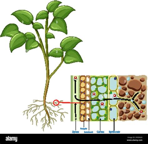 Diagram showing root cell of plant isolated on white background ...