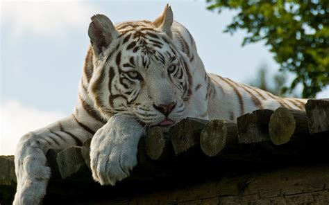 White Tiger Wallpapers Screensavers - WallpaperSafari