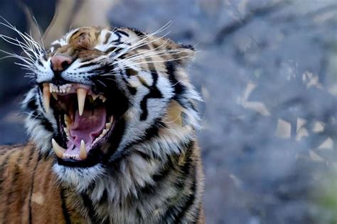 Sumatran tiger attacks group of five after nightfall, mauls Indonesian to death | South China ...