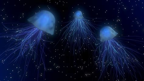 desktophdwallpaper.org | Jellyfish, Jellyfish species, Animal symbolism