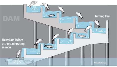 FISH LADDER WITH FISH | Ladder, Types of fish, Fish