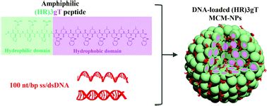 A self-assembling amphiphilic peptide nanoparticle for the efficient entrapment of DNA cargoes ...