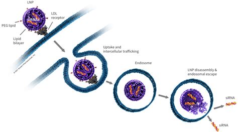 siRNA Delivery: GalNAc Conjugates and LNPs | Alnylam® Pharmaceuticals