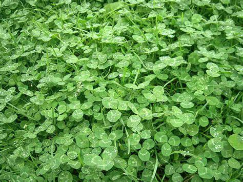 What is Microclover and Why is it Good for My Lawn?