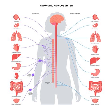 Autonomic Nervous System (ANS): What It Is and How It Works