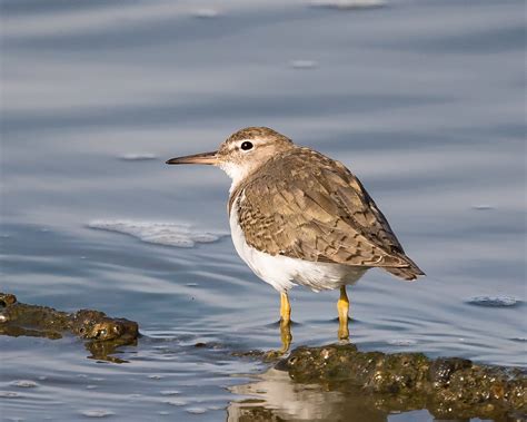 Spotted Sandpiper, non-breeding plumage | Point Isabel Regio… | Flickr